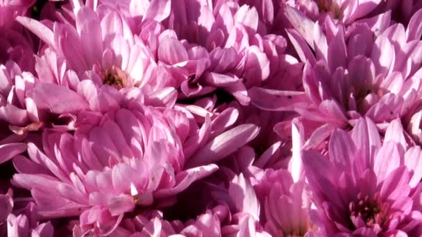 Prachtige Bloemen Tapijt Close Computer Saver Overgang Van Bloeiende Chrysanten — Stockvideo