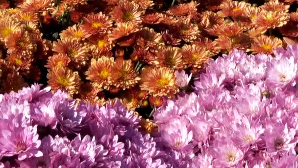 美しい花のじゅうたんクローズ アップ コンピューター セーバー遷移効果に咲く菊の花から ズームとカメラを移動 — ストック動画