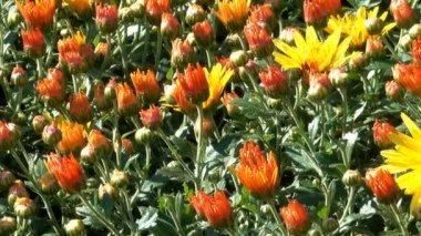 Yakınlaştırma ve kamera hareketli güzel çiçek halı closeup bilgisayar koruyucu geçiş etkisi ile çiçeklenme krizantem