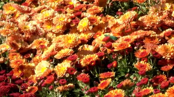 美丽的花卉地毯特写镜头电脑保护程序从盛开的菊花过渡到变焦和移动相机的效果 — 图库视频影像