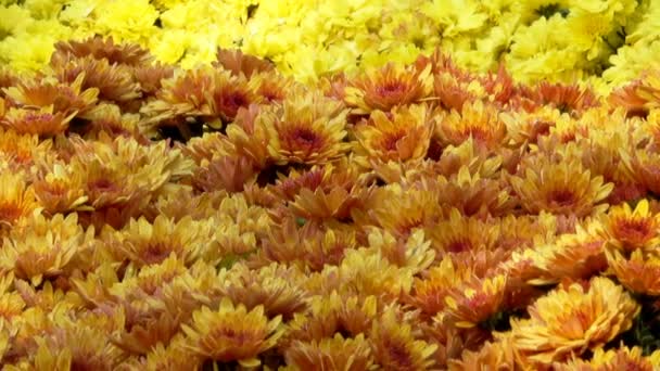 Schönen Blumenteppich Nahaufnahme Computerschoner Übergang Von Blühenden Chrysanthemen Mit Dem — Stockvideo