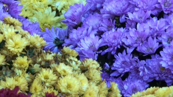 Beautiful Floral Carpet Closeup Computer Saver Transition Blooming Chrysanthemums Effect — Stock Video