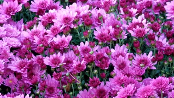 Beautiful floral carpet closeup computer saver transition from blooming chrysanthemums with the effect of zooming and moving the camera — Stock Footage Beautiful Floral Carpet Closeup Computer Saver Transition Blooming Chrysanthemums Effect Royalty Free Stock Video
