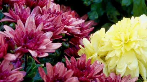 Beautiful Floral Carpet Closeup Computer Saver Transition Blooming Chrysanthemums Effect — Stock Video