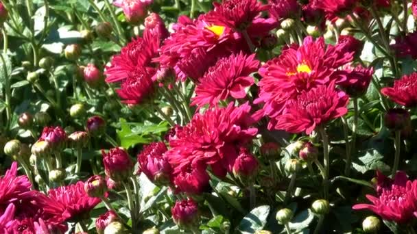 Beautiful Floral Carpet Closeup Computer Saver Transition Blooming Chrysanthemums Effect — Stock Video