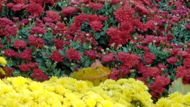 美しい花のじゅうたんクローズ アップ コンピューター セーバー遷移効果に咲く菊の花から ズームとカメラを移動 — ストック動画