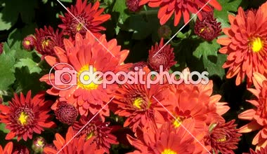 Yakınlaştırma ve kamera hareketli güzel çiçek halı closeup bilgisayar koruyucu geçiş etkisi ile çiçeklenme krizantem