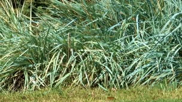 Natürlicher Videoclip Der Die Herbstliche Hintergrundlandschaft Stadtpark Skizziert Mit Dem — Stockvideo