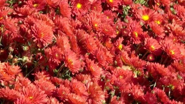 Vackra Blommiga Mattan Närbild Dator Saver Övergången Från Blommande Krysantemum — Stockvideo