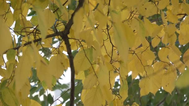 Outono Folhas Amarelas Nos Ramos Uma Árvore Close Vídeo Urbano — Vídeo de Stock