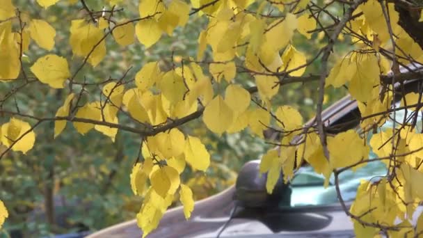 Осіннє Жовте Листя Гілках Дерева Крупним Планом Міське Відео Ескіз — стокове відео