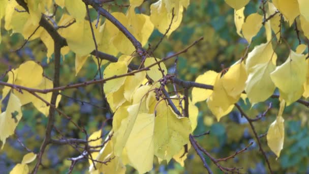 Autumn Yellow Leaves Branches Tree Close Urban Video Sketching Clip — Stock Video