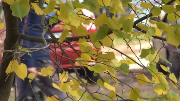 Gele Herfstbladeren Takken Van Een Boom Close Stedelijke Video Schetsen — Stockvideo