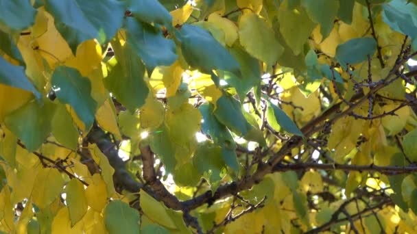 Hojas Amarillas Otoñales Las Ramas Árbol Video Urbano Primer Plano — Vídeo de stock