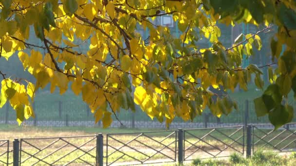 Hojas Amarillas Otoñales Las Ramas Árbol Video Urbano Primer Plano — Vídeo de stock