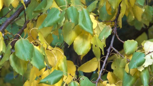 Осень Желтые Листья Ветвях Дерева Крупным Планом Городского Видео Заставки — стоковое видео