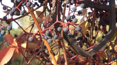 Sonbahar fırça yabani üzüm yakın çekim meyveler ile kentsel video klip koruyucu geçiş kroki