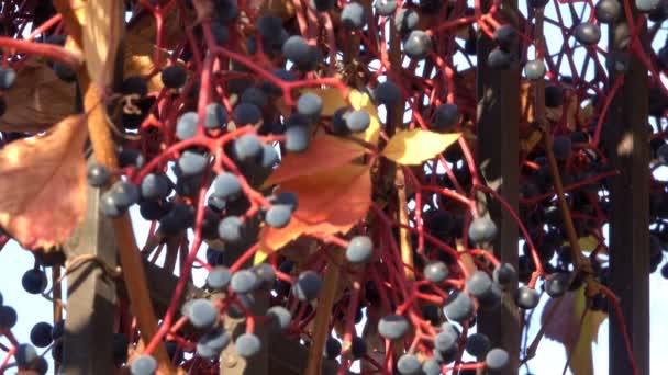 Herbstlicher Pinsel Mit Beeren Von Wilden Trauben Nahaufnahme Urbaner Videoskizze — Stockvideo