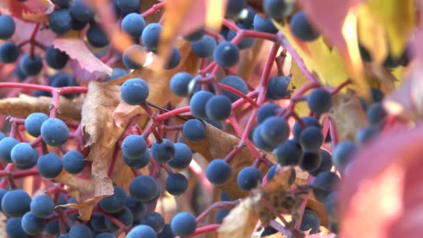 Осенняя Кисть Ягодами Дикого Винограда Крупным Планом Городской Видеомонтаж — стоковое видео