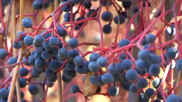 Brosse Automne Avec Baies Raisins Sauvages Gros Plan Vidéo Urbaine — Video