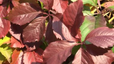 Yabani üzüm yakın çekim, kent video kroki klip koruyucu geçiş kırmızı sonbahar yaprakları