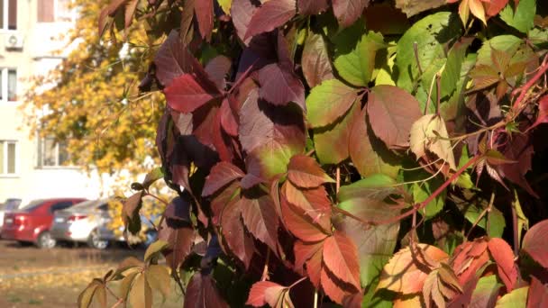 Autumn Red Leaves Wild Grapes Close Urban Video Sketch Clip — Stock Video