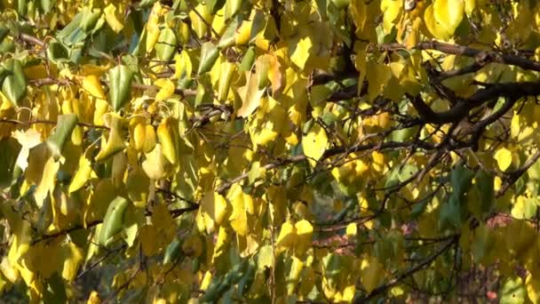 秋黄叶在树枝上的树特写城市视频素描剪辑保护程序转换与缩放和移动相机的效果 — 图库视频影像