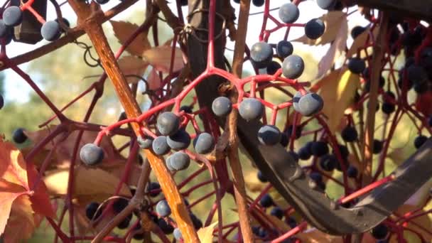 クローズ アップ野生ブドウの果実と秋ブラシ都市ビデオ スケッチ クリップ セーバー トランジション効果をズームとカメラを移動 — ストック動画