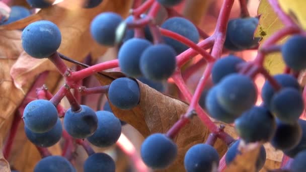 Autumn Brush Berries Wild Grapes Close Urban Video Sketch Clip — Stock Video