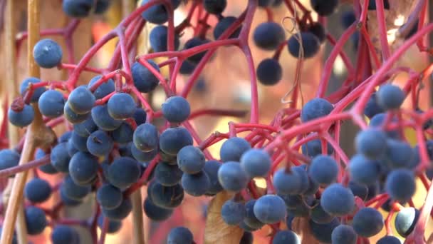 Escova Outono Com Bagas Uvas Selvagens Close Vídeo Urbano Esboço — Vídeo de Stock