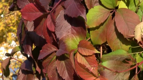 Осенние Красные Листья Дикого Винограда Крупным Планом Городской Видео Заставки — стоковое видео