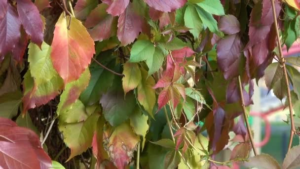 Φύλλα Του Φθινοπώρου Κόκκινο Άγριο Σταφύλι Γκρο Πλαν Αστική Σκίτσο — Αρχείο Βίντεο