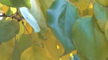 Sarı ağaç yakın çekim kentsel video klip koruyucu geçiş etkisi ile yakınlaştırma ve kamera hareketli çizim dallarda yaprak