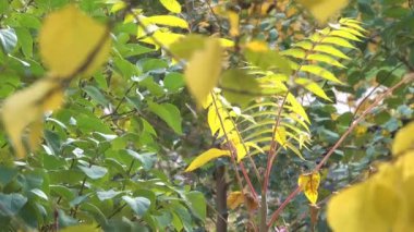 Sarı ağaç yakın çekim kentsel video klip koruyucu geçiş etkisi ile yakınlaştırma ve kamera hareketli çizim dallarda yaprak