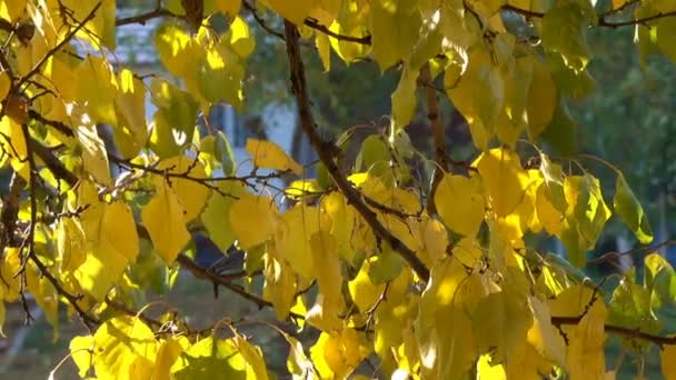 Φθινοπωρινά Κίτρινα Φύλλα Στα Κλαδιά Ενός Δέντρου Γκρο Πλαν Αστικών — Αρχείο Βίντεο