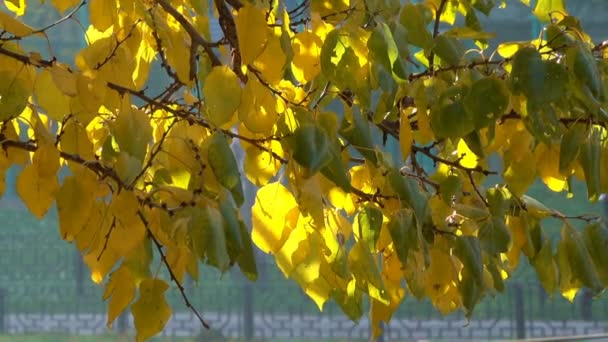 秋黄叶在树枝上的树特写城市视频素描剪辑保护程序转换与缩放和移动相机的效果 — 图库视频影像