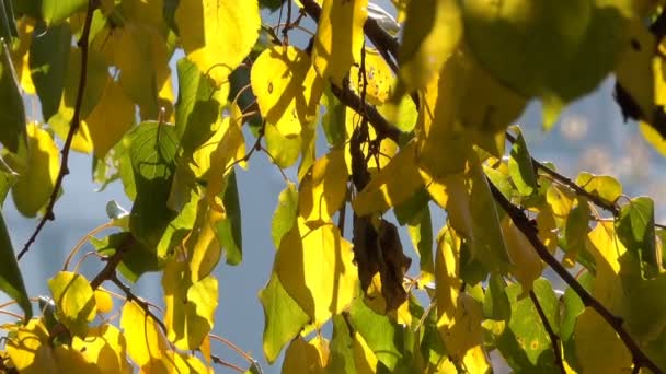 Folhas Amarelas Outono Nos Ramos Uma Árvore Close Vídeo Urbano — Vídeo de Stock