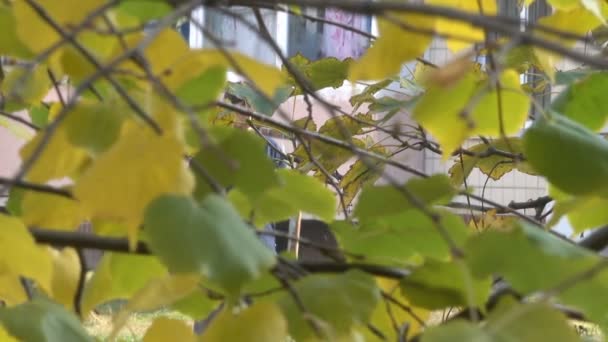 Żółty Autumn Listowie Gałęzi Drzewa Szczegół Miejskich Wideo Szkicowanie Przejścia — Wideo stockowe
