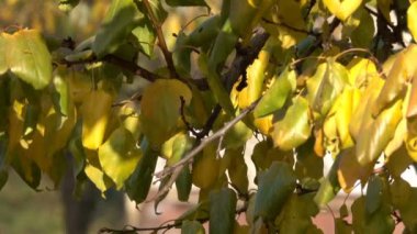 Sarı ağaç yakın çekim kentsel video klip koruyucu geçiş etkisi ile yakınlaştırma ve kamera hareketli çizim dallarda yaprak