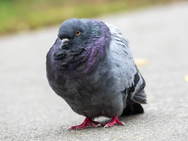 Gamla Urban Duva Sittande Asfalt Gångvägen City Park Närbild — Stockfoto