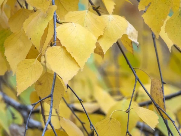 Autumn photographic sketch with yellow leaves full screen