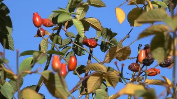 Rosehip Κόκκινα Μούρα Κατά Ένα Γαλάζιο Ουρανό Γκρο Πλαν Αστικών — Αρχείο Βίντεο