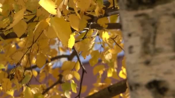 Autunno Foglie Gialle Sui Rami Albero Close Urbano Video Schizzo — Video Stock