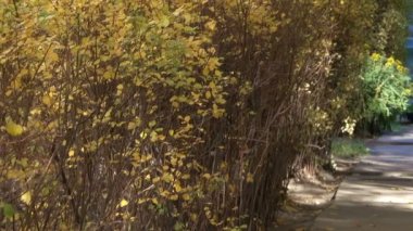 Sarı ağaç yakın çekim kentsel video klip koruyucu geçiş etkisi ile yakınlaştırma ve kamera hareket çizimi dallarda yaprak