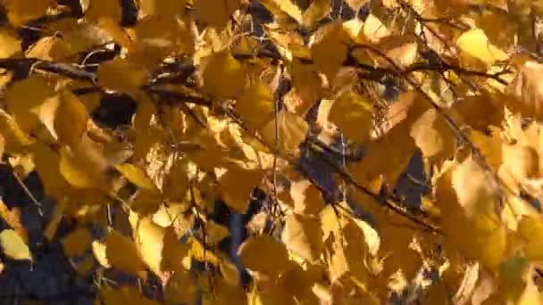 Gele Herfstbladeren Takken Van Een Boom Close Stedelijke Video Clip — Stockvideo