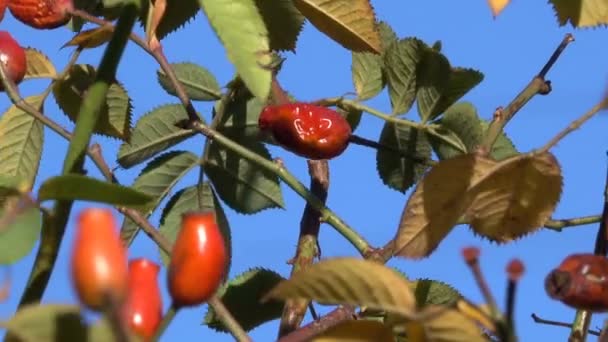 Kırmızı Kuşburnu Meyveleri Mavi Gökyüzü Yakın Çekim Kentsel Video Klip — Stok video