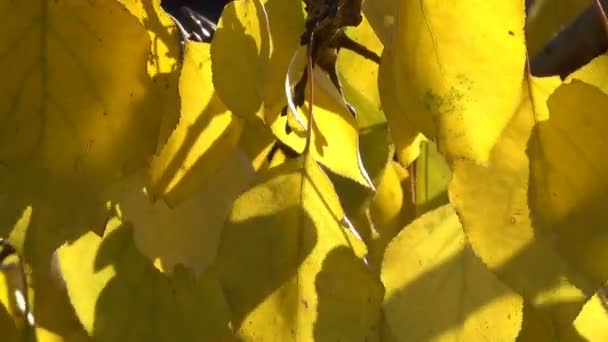 Herbstgelbe Blätter Den Zweigen Eines Baumes Nahaufnahme Urbanes Video Das — Stockvideo