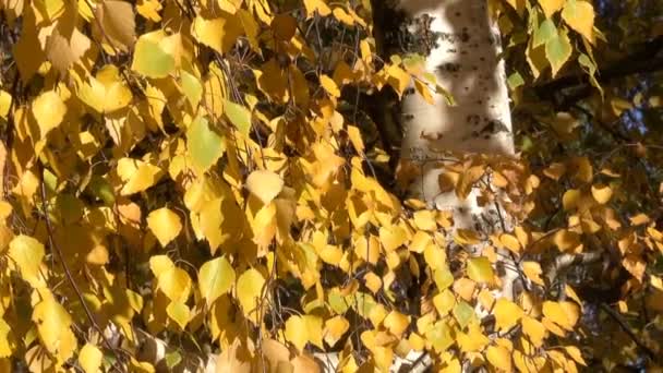 Осень Желтые Листья Ветвях Дерева Крупным Планом Городского Видео Заставки — стоковое видео