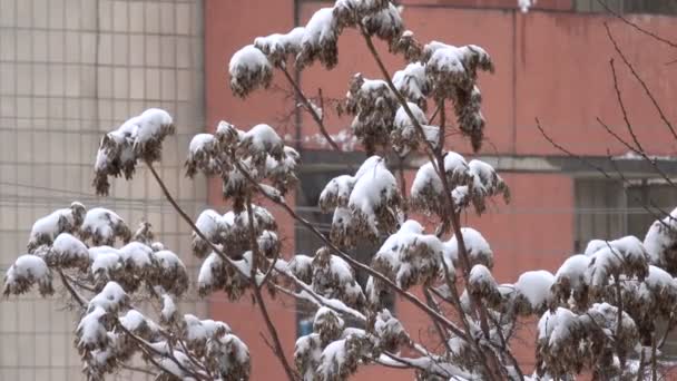 Kış Video Görüntüleri Sabah Kar Yağışı Şehir Ağaçların Dalları Üzerinde — Stok video
