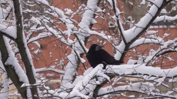 Kış Video Görüntüleri Sabah Kar Yağışı Şehir Ağaçların Dalları Üzerinde — Stok video